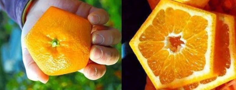 برتقال خماسي الشكل في اليابان