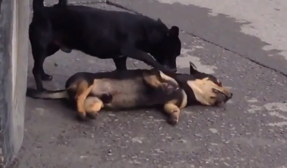 كلب يحاول إحياء صديقه الميت