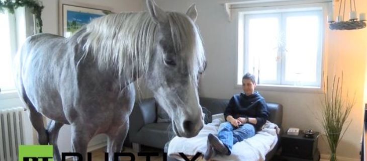 الحصان العربي يعيش في منزل صاحبته