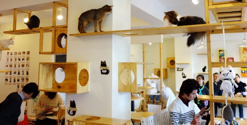مقهى للقطط في لندن