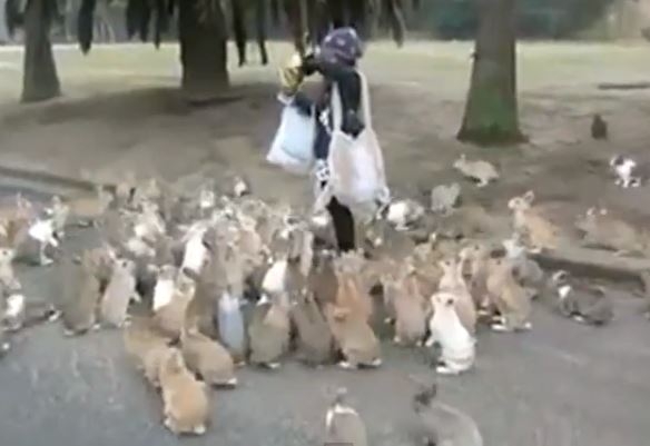 هجوم أرانب على سيدة بسبب الجوع