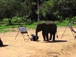 الفيل فنان تشكيلي ماهر