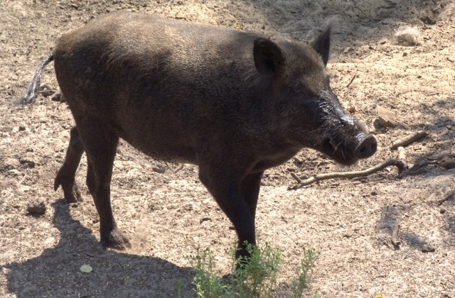 الخنزير البري مصدر معاناة  لساكنة بوادي سوس ماسة درعة
