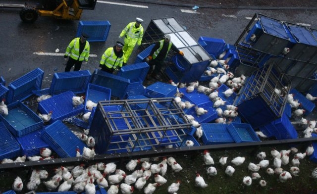 هروب 2000 دجاجة  يتسبب في إغلاق طريق رئيسية بمانشيستر