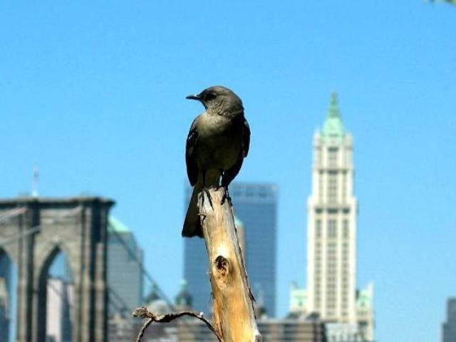 ذبذبات الهواتف النقالة تهدد الطيور في المجال الحضري