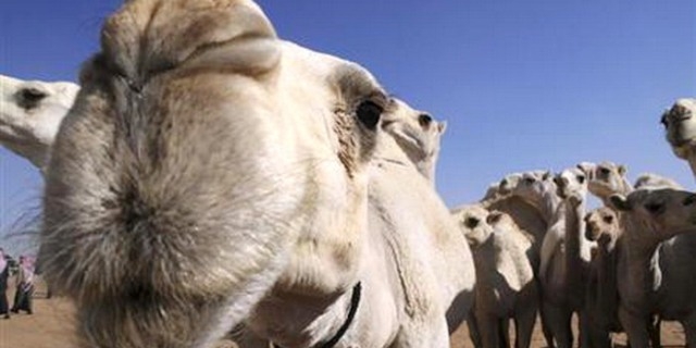 السعودية تزرع رقائق للإبل لاحتواء فيروس كورونا