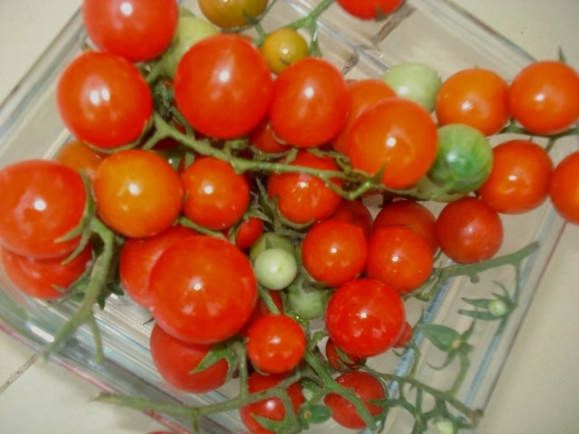 الطماطم الكرزية المغربية مطابقة للمعايير
