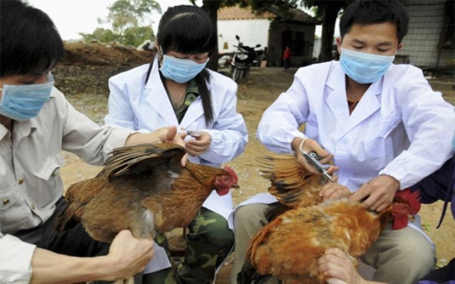 الصين تسجل 3 إصابات بشرية بأنفلونزا الطيور