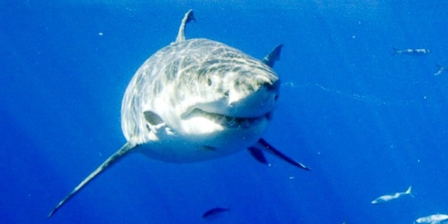 زيادة أعداد أسماك القرش الأبيض في الأطلسي