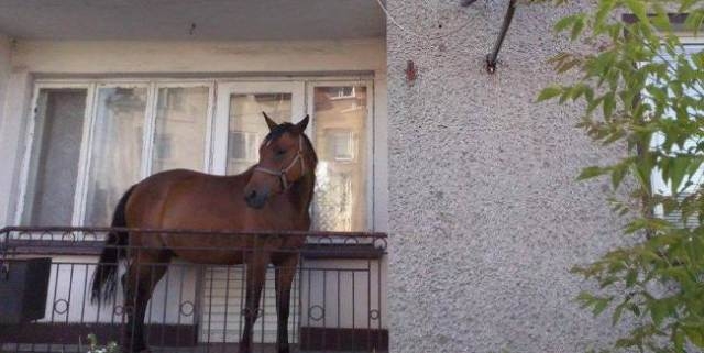 بولندي يحتفظ بحصان بشرفة المنزل مخافة سرقته من قبل اللصوص