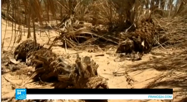 الجفاف يقضي على واحة تانزيضا بالمغرب