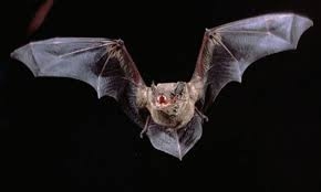 الخفافيش لتطوير جيل جديد من الطائرات بدون طيار
