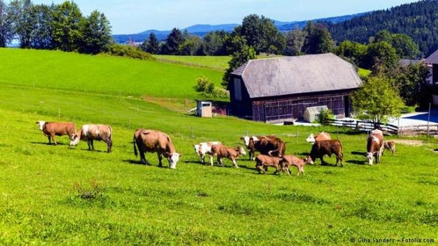 أبقار نمساوية تقتل سائحة ألمانية في جبال الألب