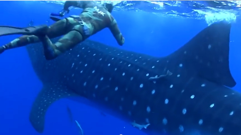قرش ضخم يفاجئ مصورا تحت الماء
