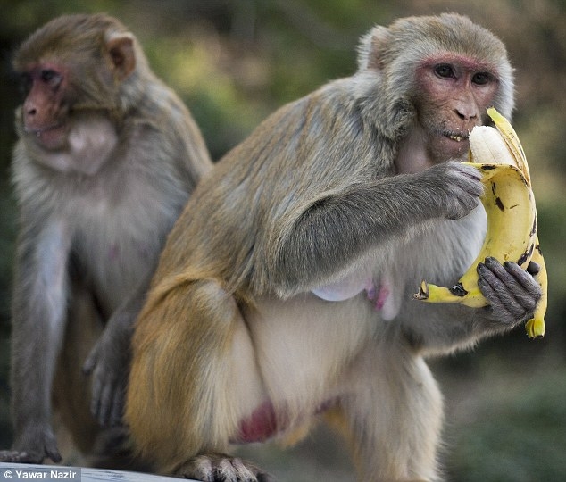 القرود تكشف الطريقة الصحيحة لتقشير الموز