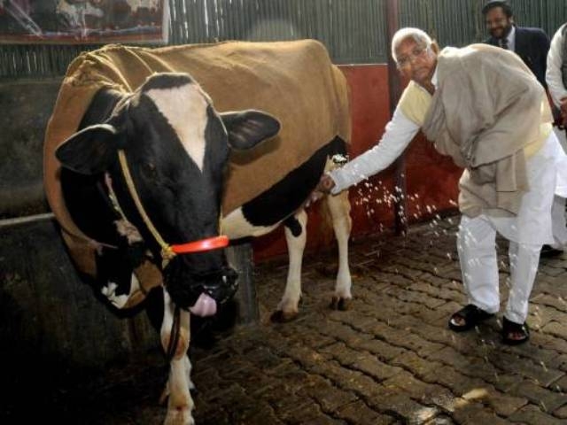 محكمة هندية تأمر بتحليل الـDNA لبقرة !
