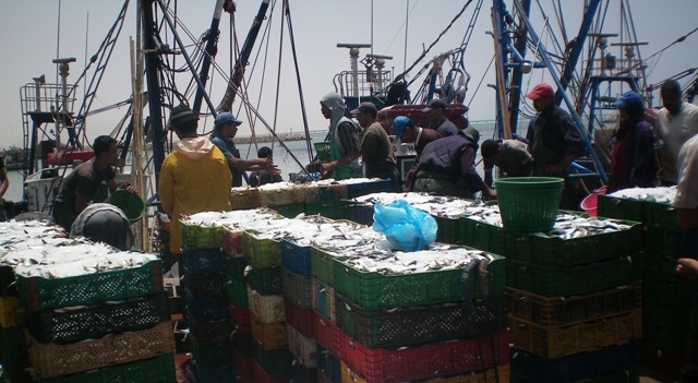 أخنوش: المغرب رائد في إنتاج سمك السردين على المستوى العالمي