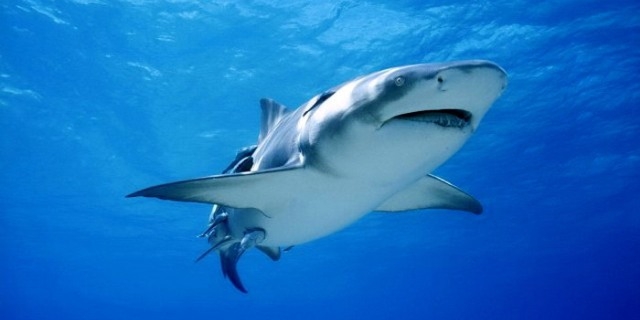 أسماك القرش تهاجم الرجال أكثر من النساء
