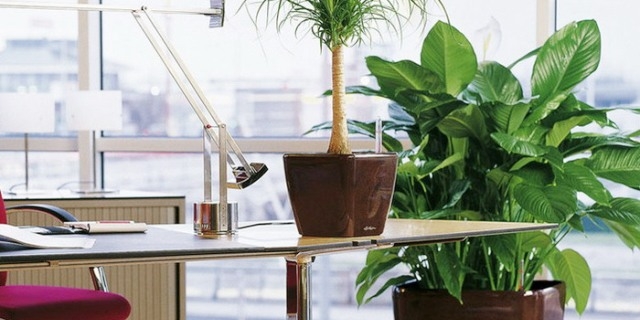 النباتات في المكاتب ترفع إنتاجية العمل