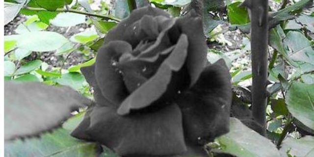 «الورود السوداء» التركية نذيرة شؤم رغم جمالها النادر