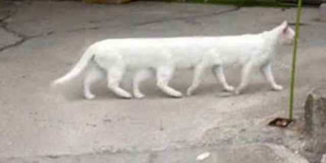 قطة ب 8 أرجل
