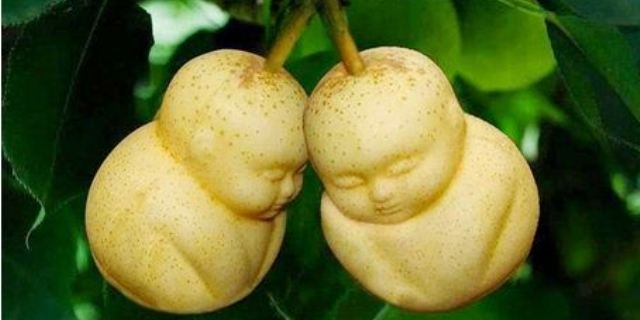 «طباعة الفاكهة» موضة صينية اكتسحت العالم