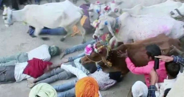 بالفيديو... «النوم تحت البقر».. طقوس هندية لـ«تحقيق الأماني»