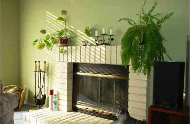 أهم النصائح لتنسيق النباتات داخل المنزل