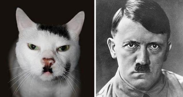 بالصور: مشاهير يعثرون على توائمهم.. في القطط