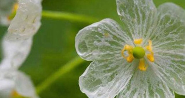 زهرة بيضاء تصبح شفافة في المطر