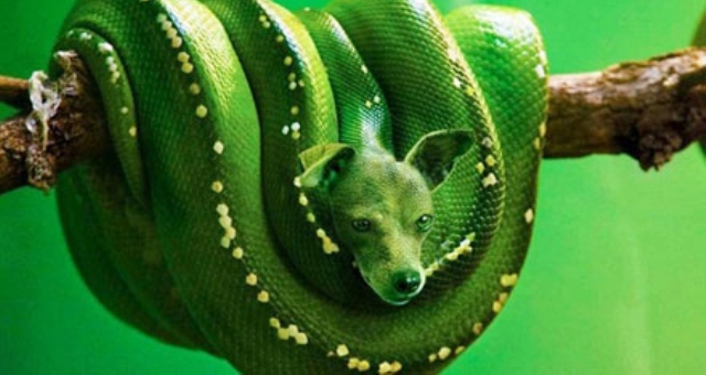 بالصور.. حيوانات مرعبة باستخدام برنامج «فوتو شوب»