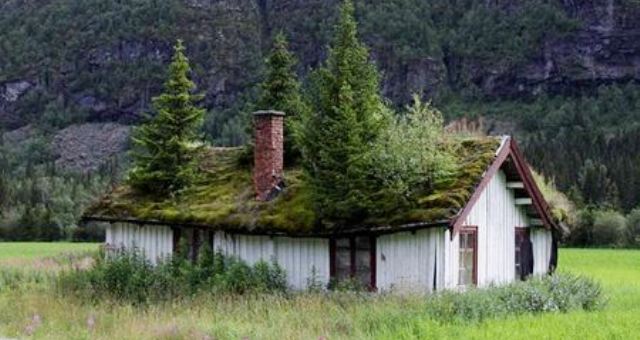 «الأسقف الخضراء» تقليد نرويجي للحفاظ على البيئة