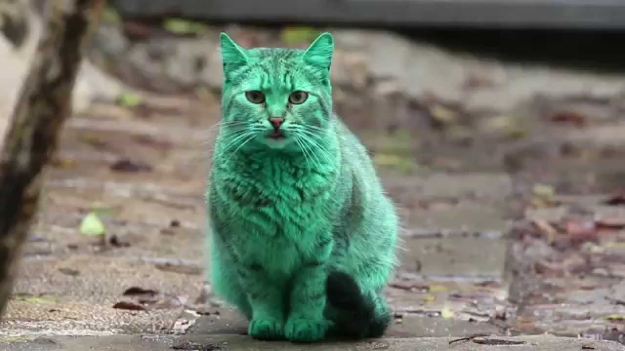  قط أخضر في بلغاريا يحدث ضجة