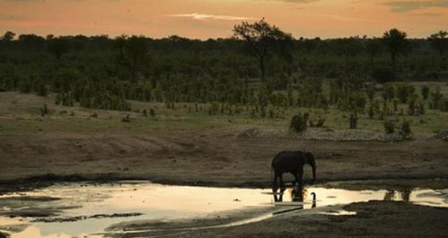 زيمبابوي تصدر الفيلة لعدم القدرة على رعايتها