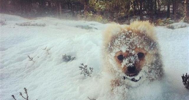 بالصور: حيوانات لطيفة تلعب في الثلج للمرة الأولى