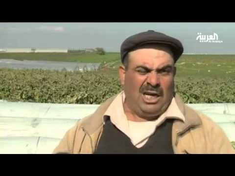 الصقيع يتلف المحاصيل الزراعية بفلسطين