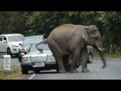 فيل يعترض سيارتين ويجلس فوقهما