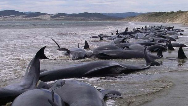 200 دلفين تلقي بنفسها إلى الشاطئ في نيوزيلند