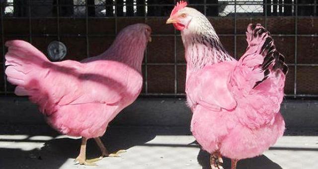 دجاجتان بلون وردي تثيران حيرة مدينة أمريكية