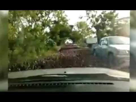 بالفيديو: البط يستولي على طريق ريفي ويوقف السير