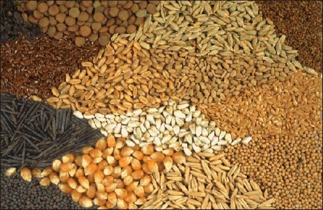 أخنوش يتوقع أن يحقق إنتاج الحبوب في المغرب رقما قياسيا يبلغ 110 مليون قنطار