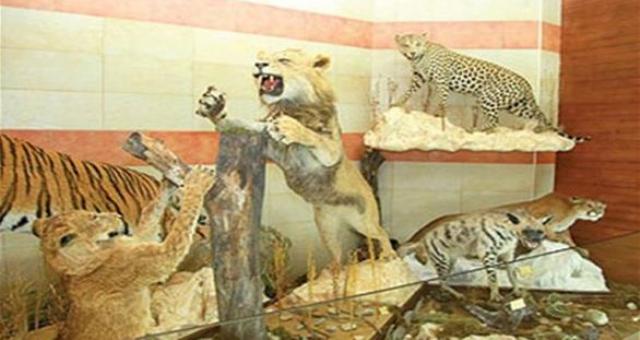 افتتاح أكبر متحف للحيوانات المحنطة بجبل لبنان