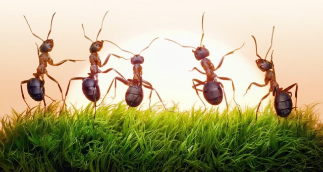 دراسة: النمل يعشق الوجبات السريعة!