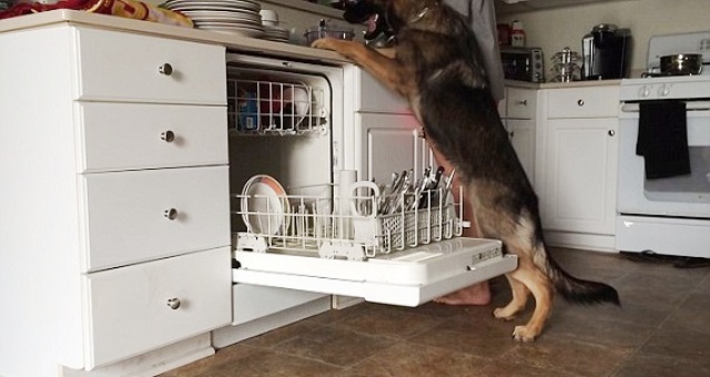 بالفيديو.. كلب ينظف الصحون بمهارة