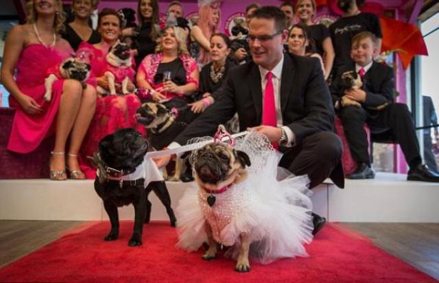 حفل زفاف لكلبين في أستراليا وفستان العروس بـ2000 دولار