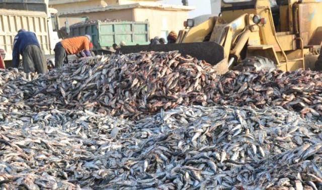 إشاعة تسمم السمك تقلق الصياديين بموريتانيا