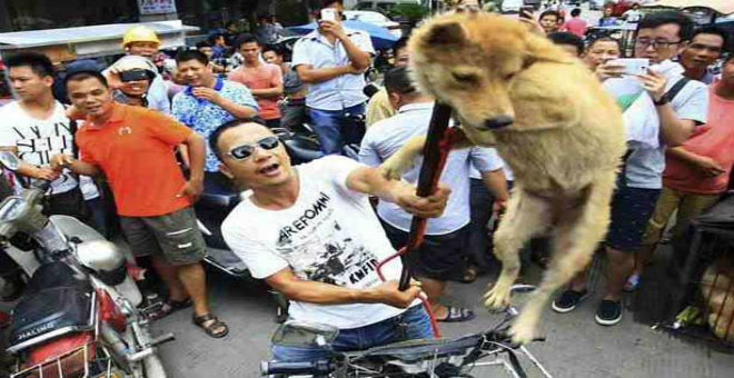 مهرجان أكل الكلاب في الصين يثير سخطا عارما