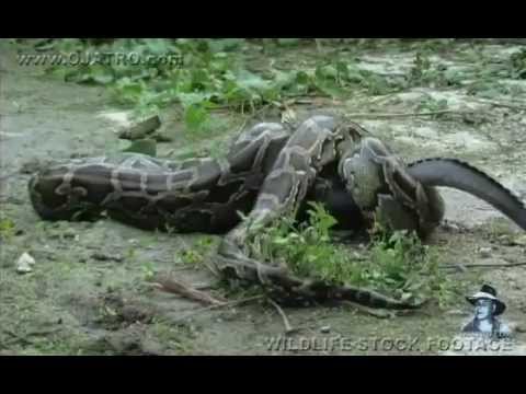 فيديو...تمساح يخدع أفعى ويلتهمها من الداخل