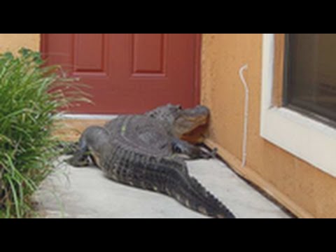 العثور على تمساح أمام منزل في ميامي