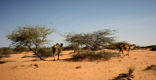 الحكومة الموريتانية تحذر من اتساع رقعة التصحر